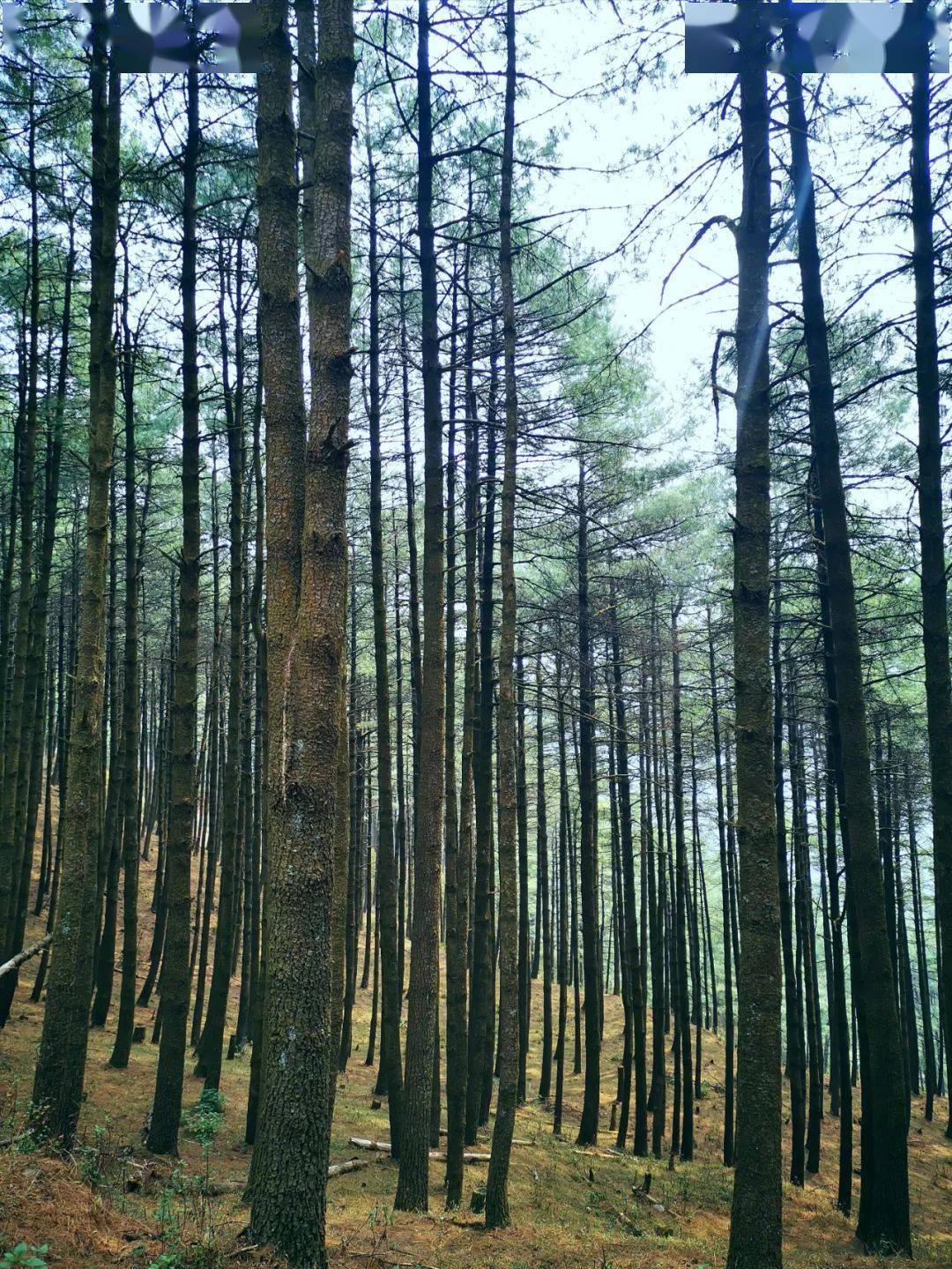 者摩山路線最新,者摩山路線最新探索與發現